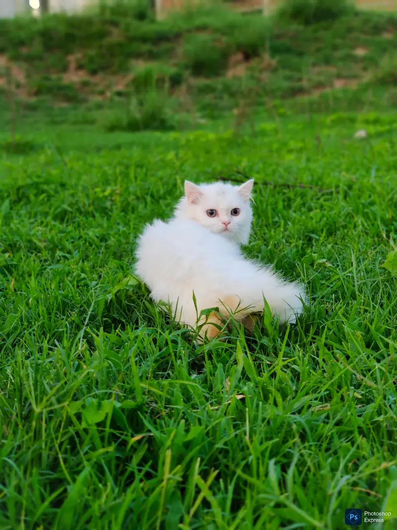 Pure Persian White Kitten — photo 3