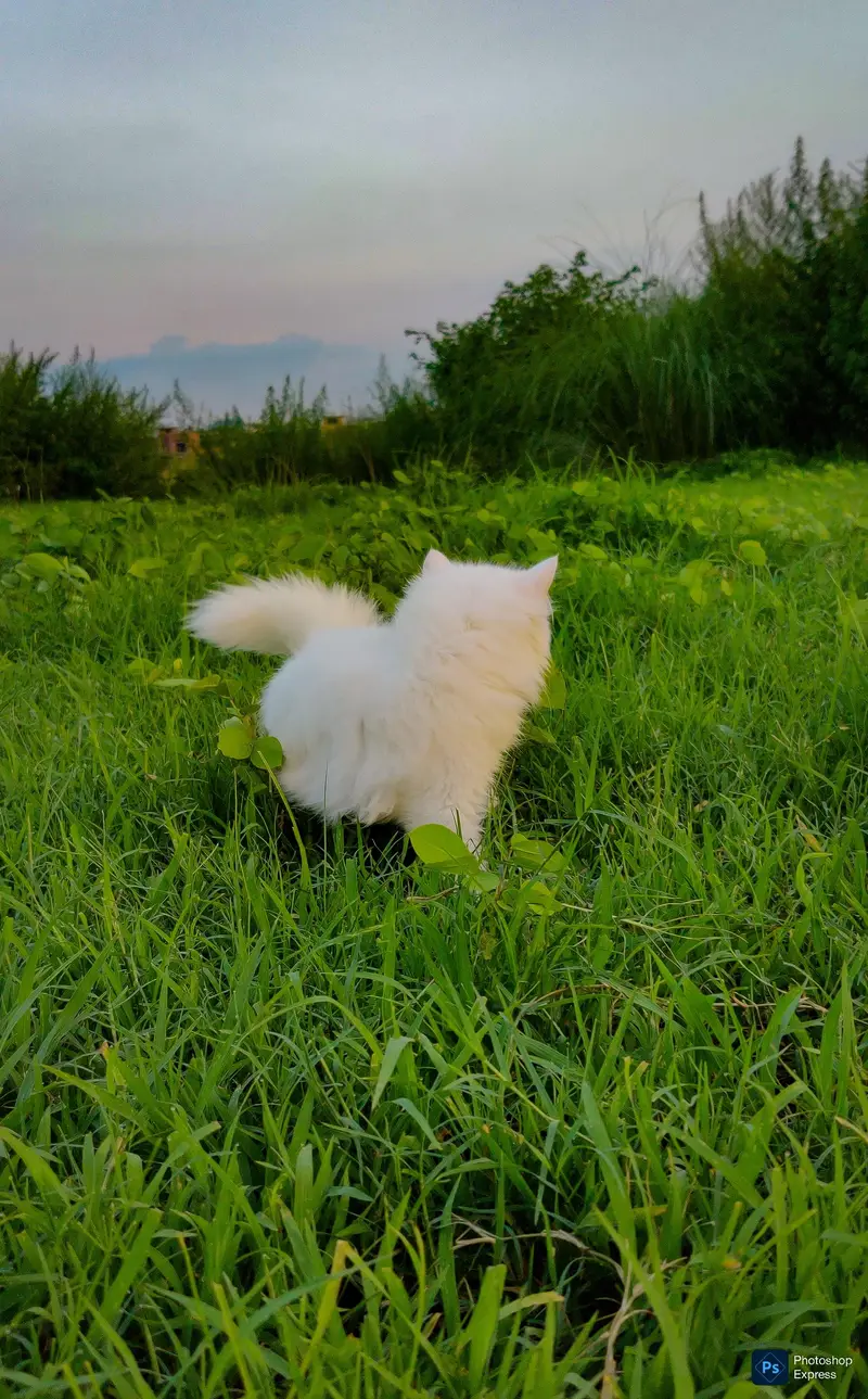 Pure Persian White Kitten — photo 4