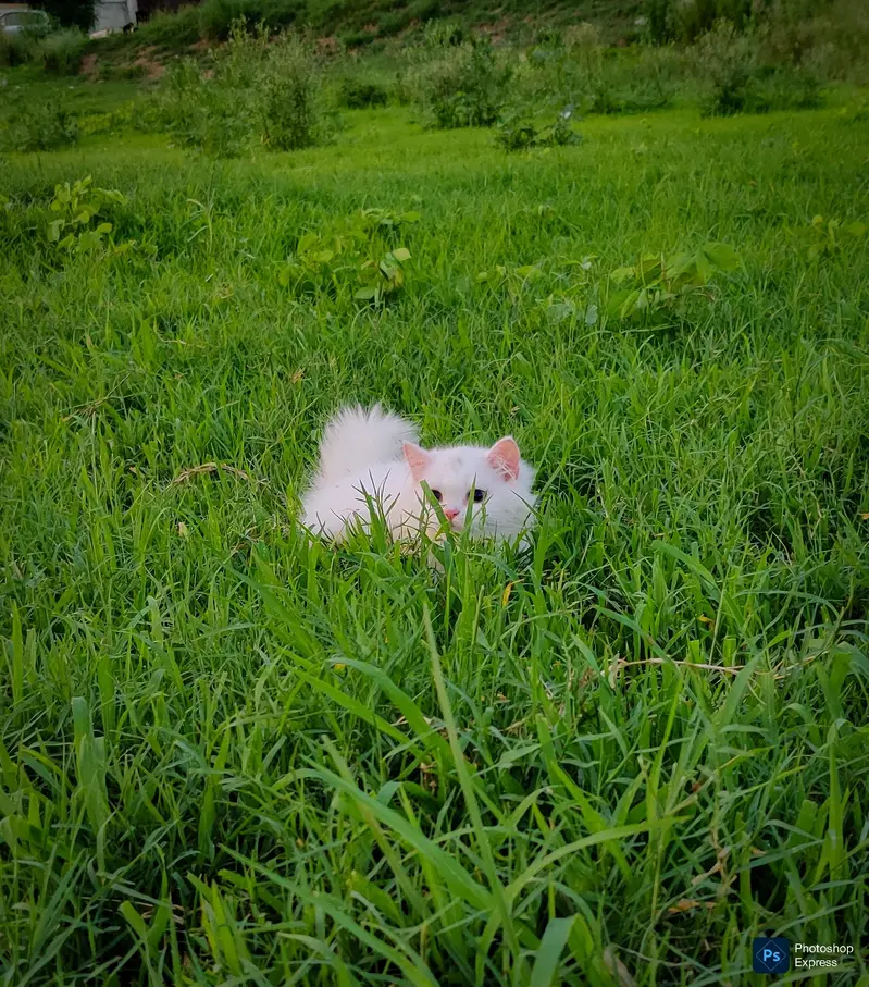 Pure Persian White Kitten — photo 5