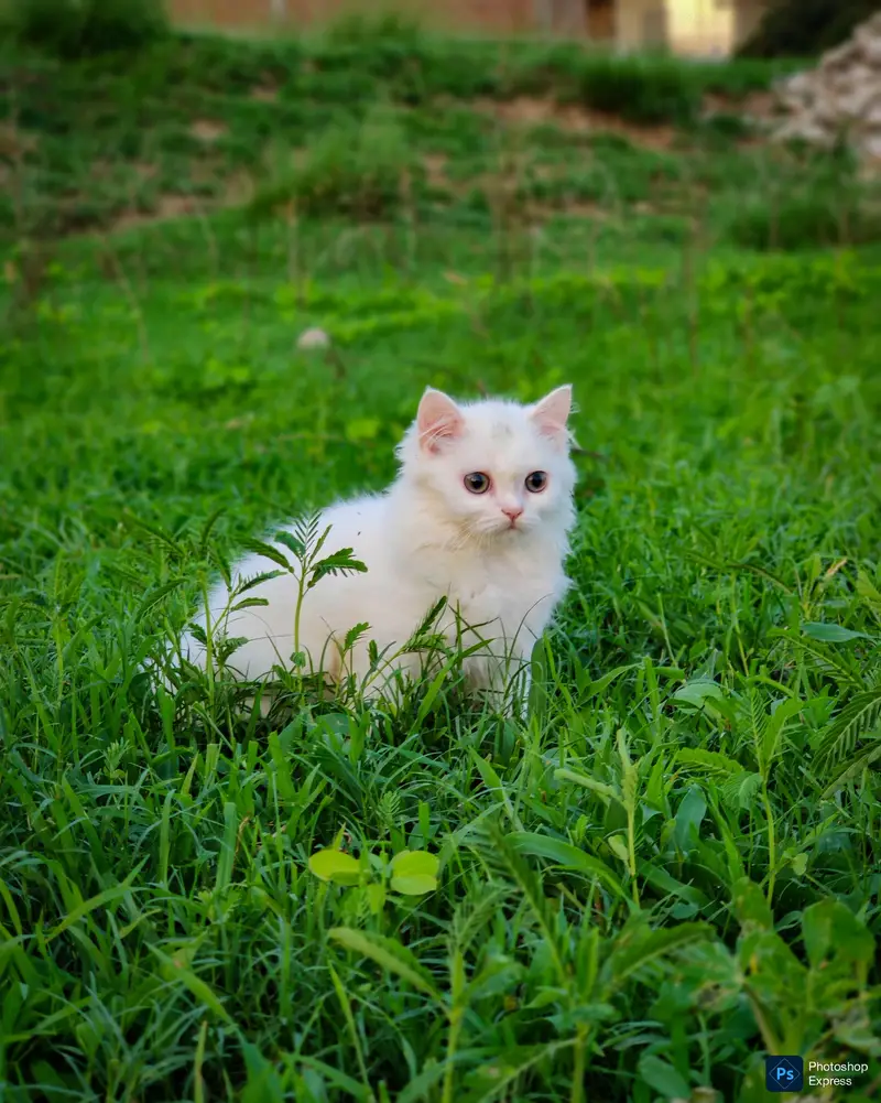 Pure Persian White Kitten — photo 6