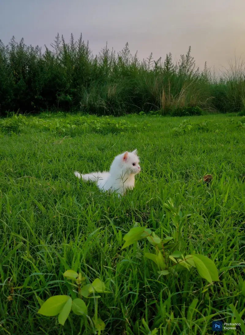 Pure Persian White Kitten — photo 7