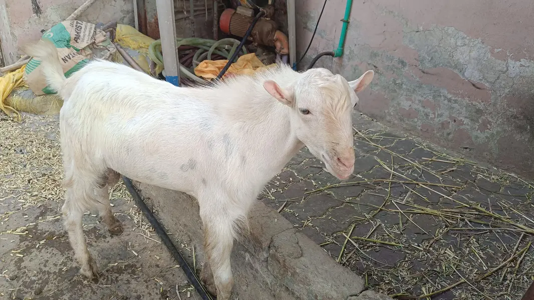2 dant tedda breader for sale — photo 3