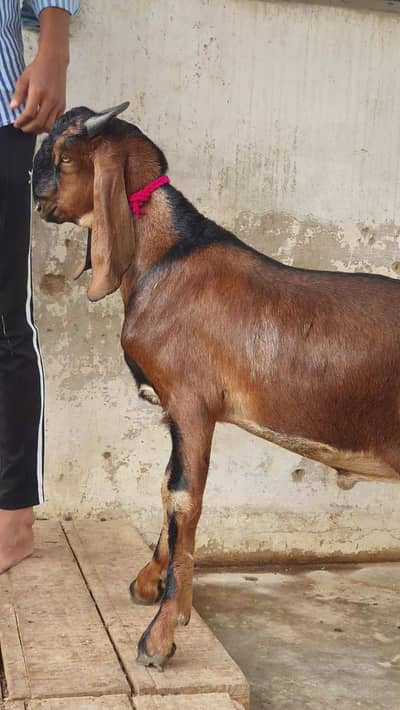 jori for sale