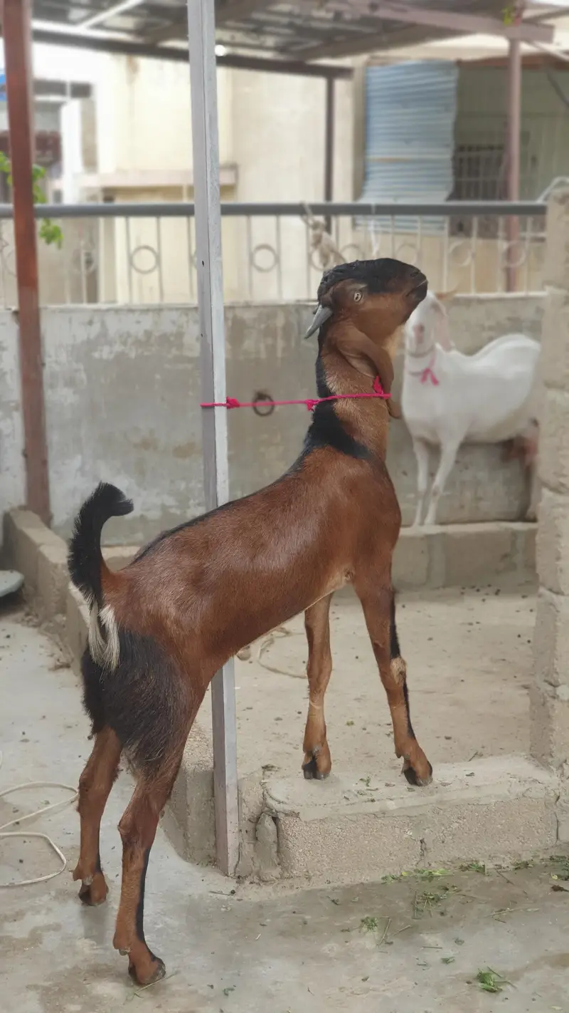 nagra beetal and bisar tapra goat | healthy and active home |breed — photo 2