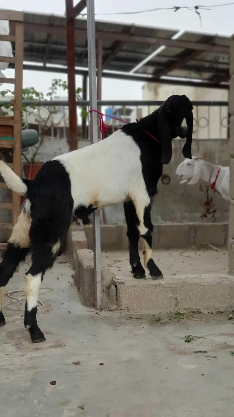 nagra beetal and bisar tapra goat | healthy and active home |breed — photo 3