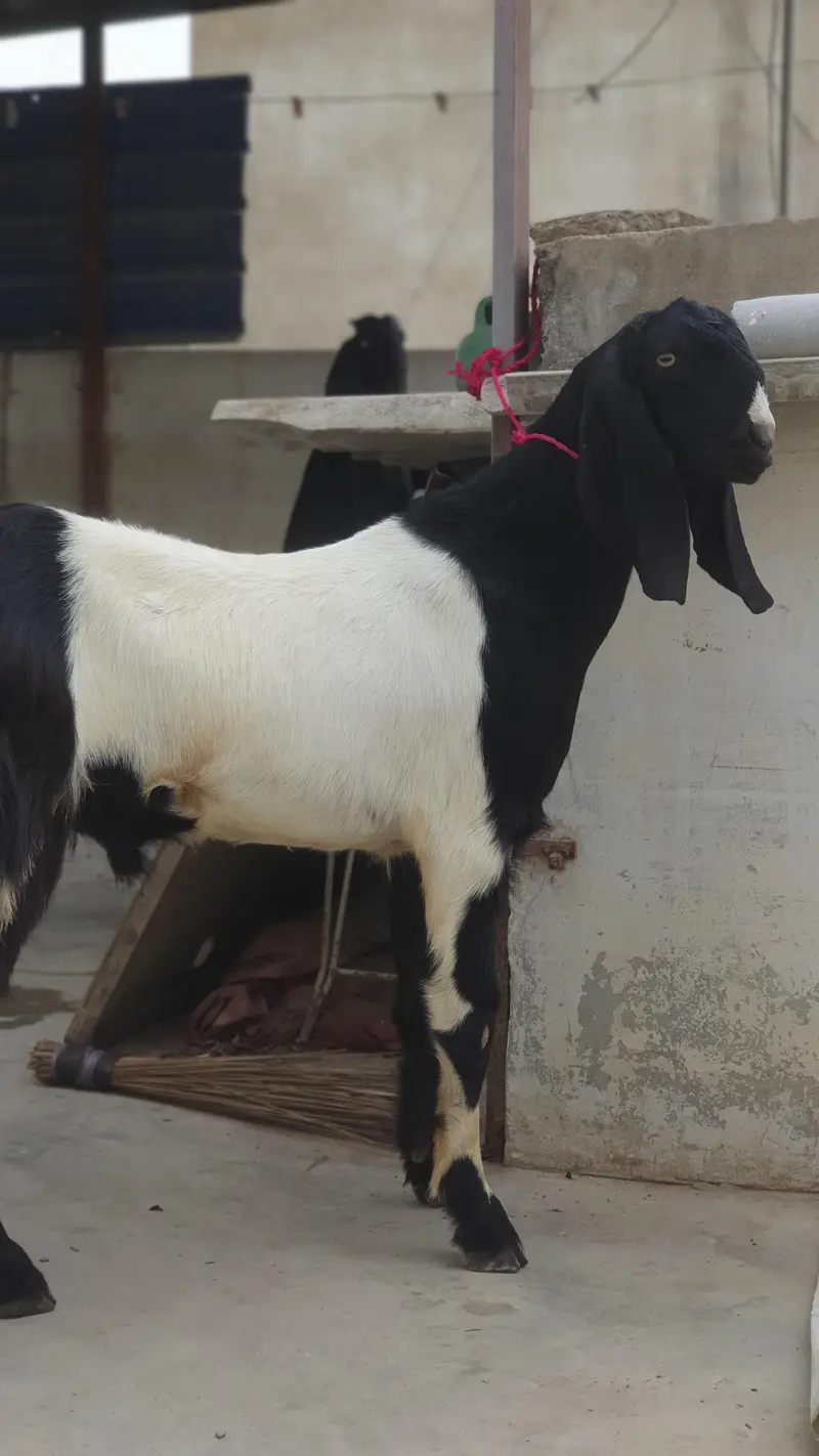 nagra beetal and bisar tapra goat | healthy and active home |breed — photo 4