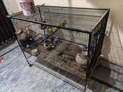 cage with Parrots