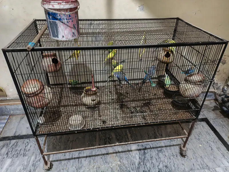 cage with Parrots — photo 2