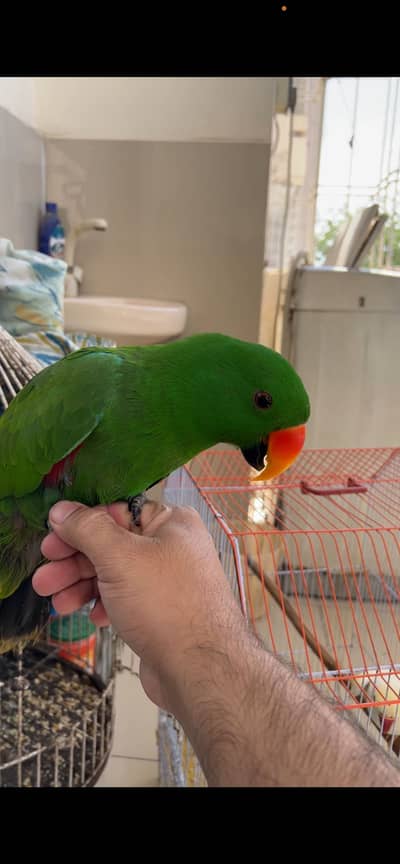 Grand Eclectus