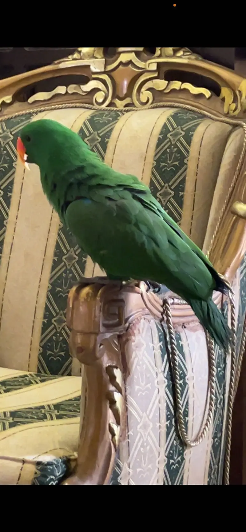 Grand Eclectus — photo 2