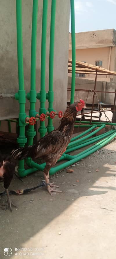we want to sell ower cock(aseel murga )