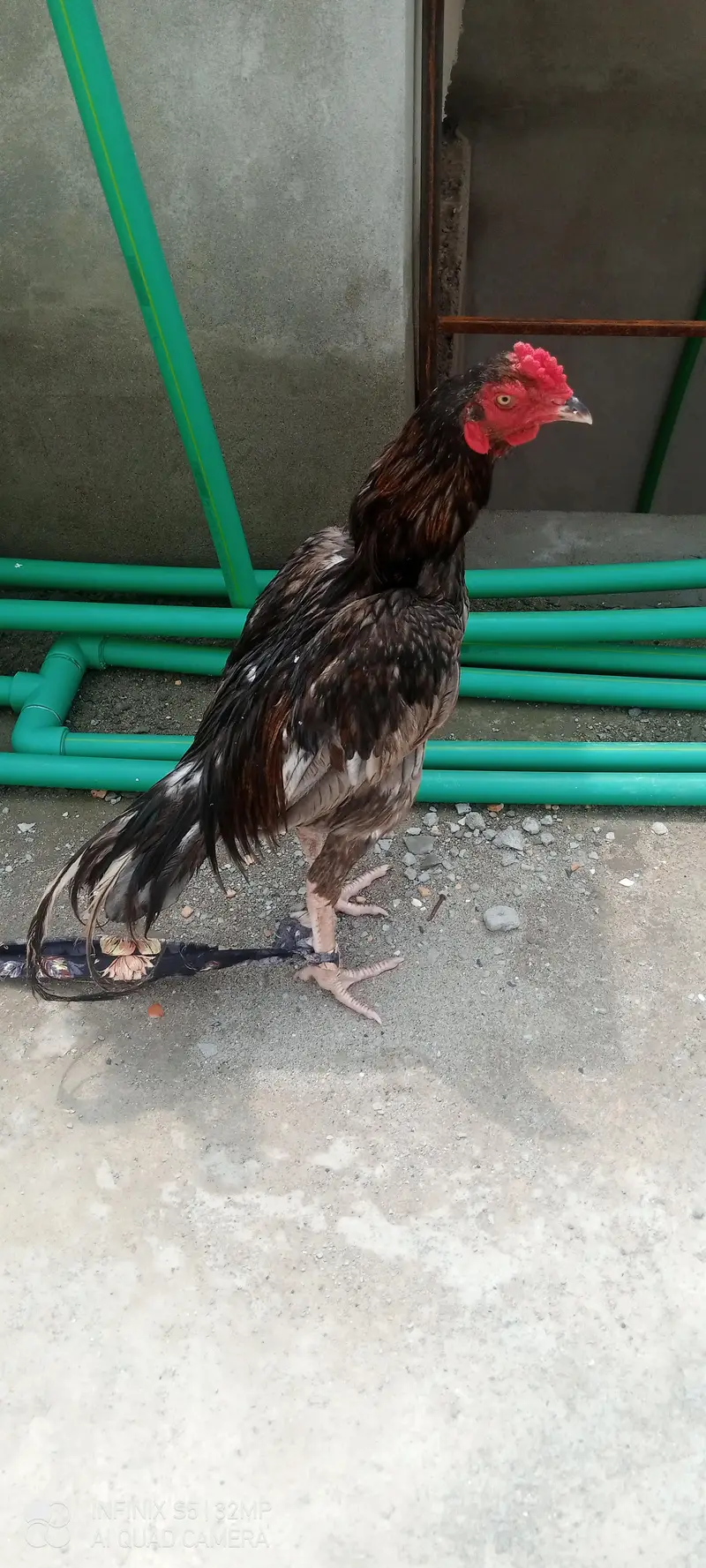 we want to sell ower cock(aseel murga ) — photo 2
