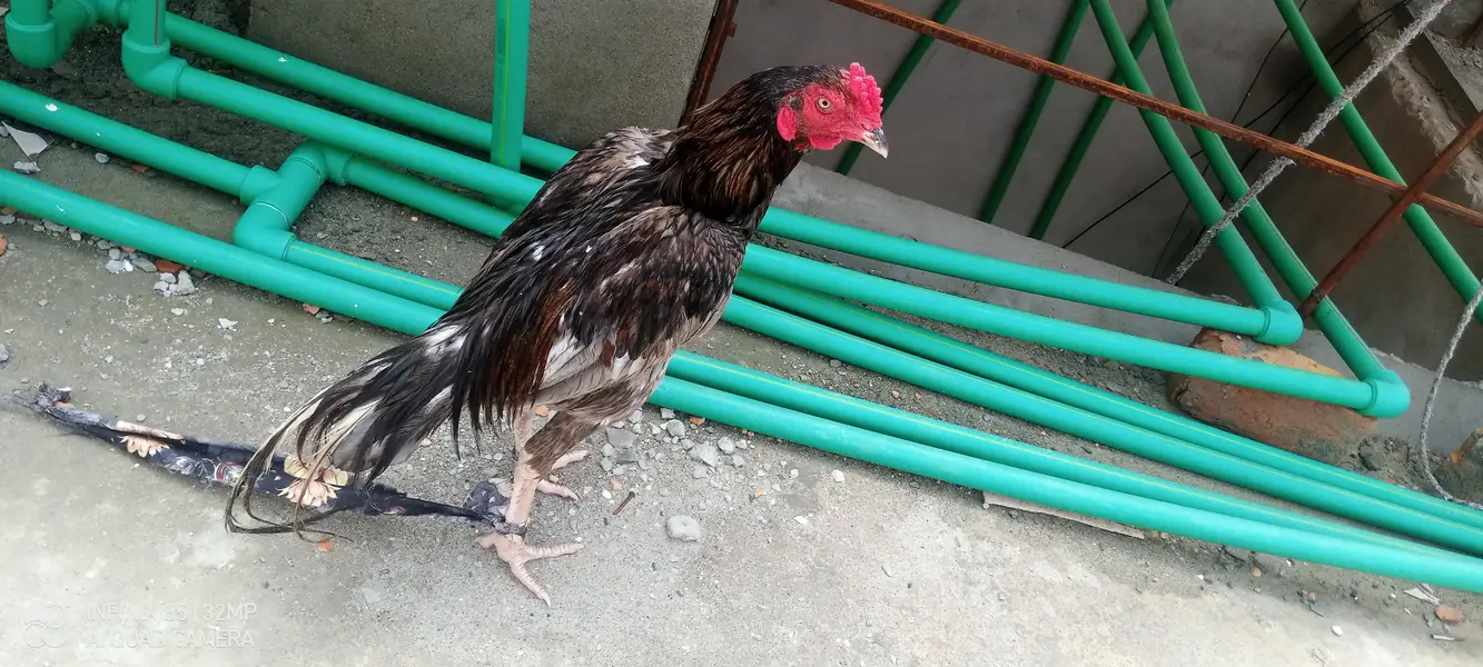 we want to sell ower cock(aseel murga ) — photo 3