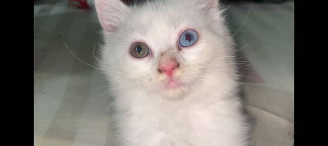 oddi eyes white female
