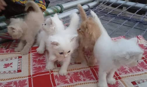 Triple Coated Persian kittens for sale in Gujrat. Whatsapp 03278668683