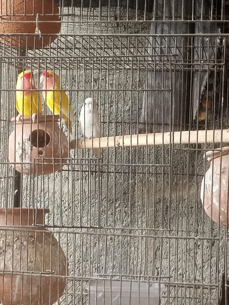 binjara for sell — photo 2