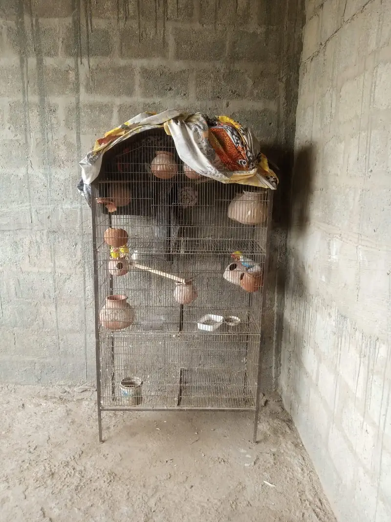 binjara for sell — photo 4