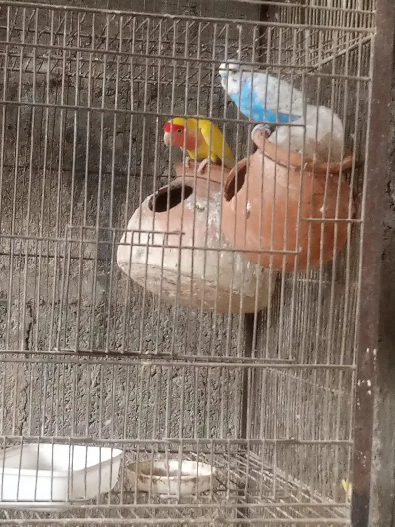 binjara for sell — photo 5