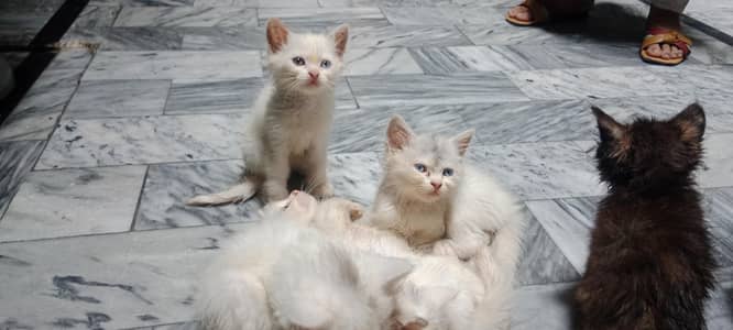Extremely Fluffy Double Coat Persian Kittens - Blue & Odd Eyes!