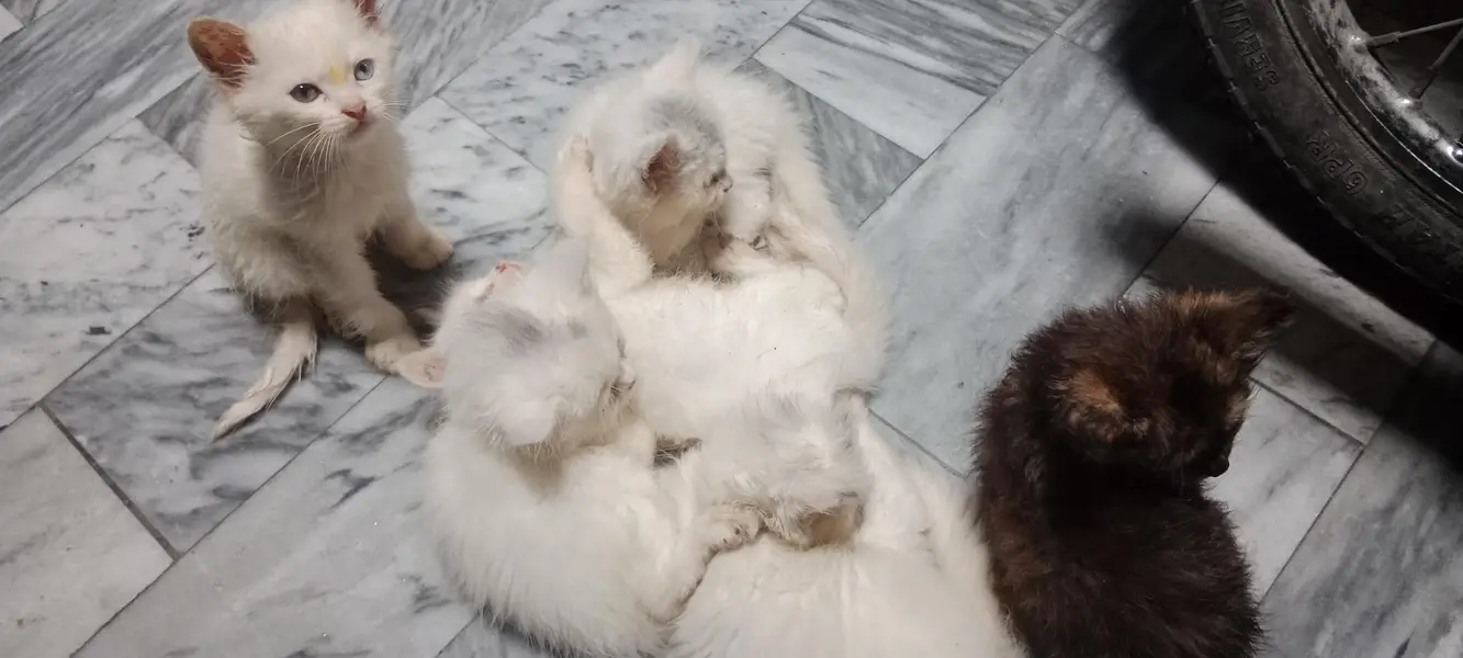 Extremely Fluffy Double Coat Persian Kittens - Blue & Odd Eyes! — photo 2