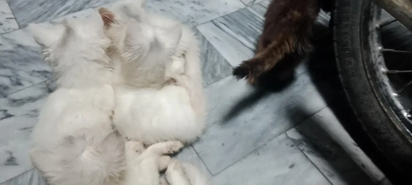 Extremely Fluffy Double Coat Persian Kittens - Blue & Odd Eyes! — photo 3