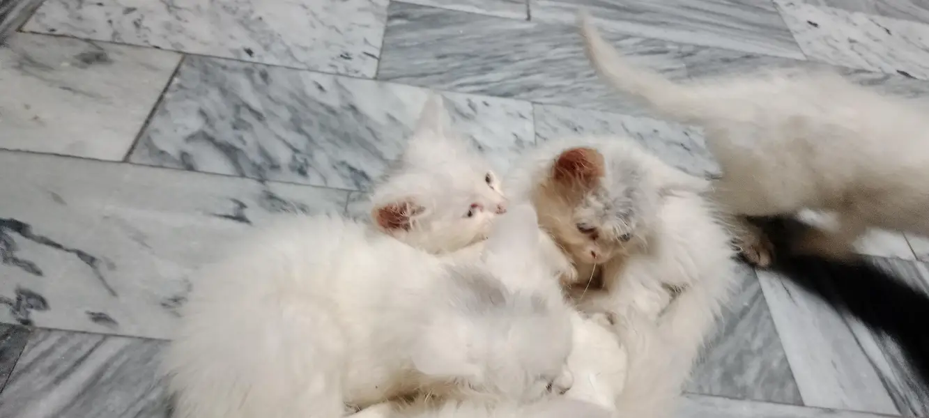 Extremely Fluffy Double Coat Persian Kittens - Blue & Odd Eyes! — photo 5