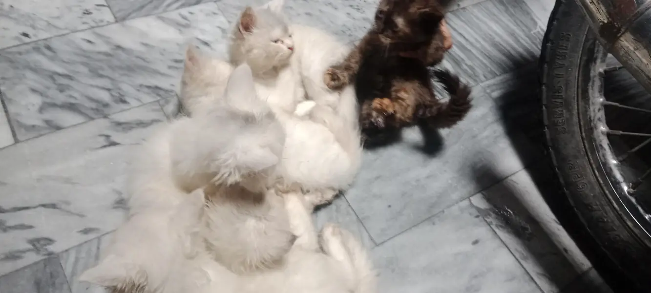 Extremely Fluffy Double Coat Persian Kittens - Blue & Odd Eyes! — photo 6