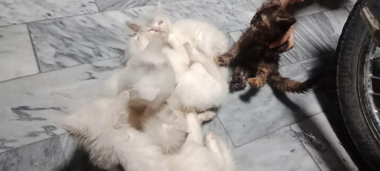 Extremely Fluffy Double Coat Persian Kittens - Blue & Odd Eyes! — photo 7