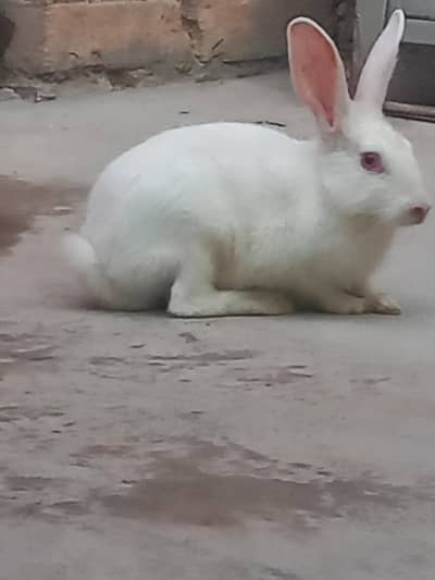 white rabit for sale price 1600