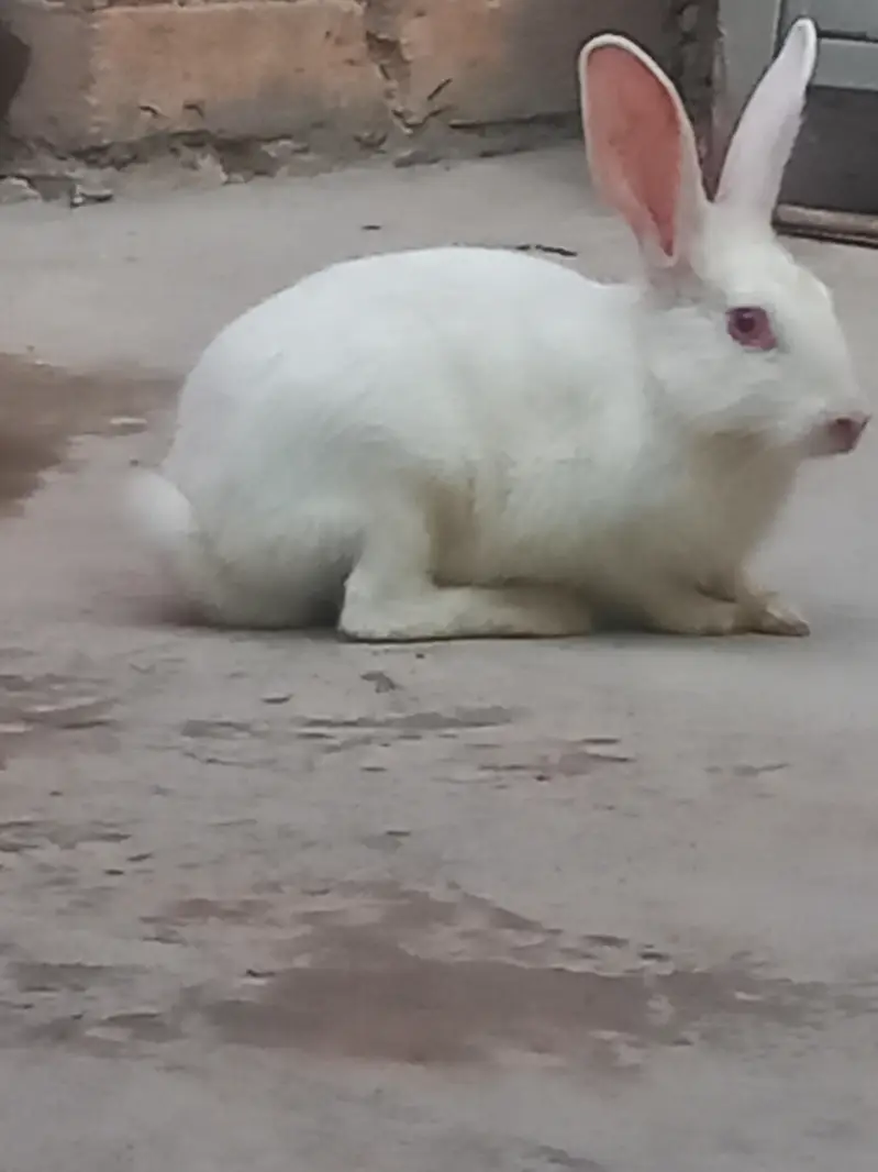 white rabit for sale price 1600