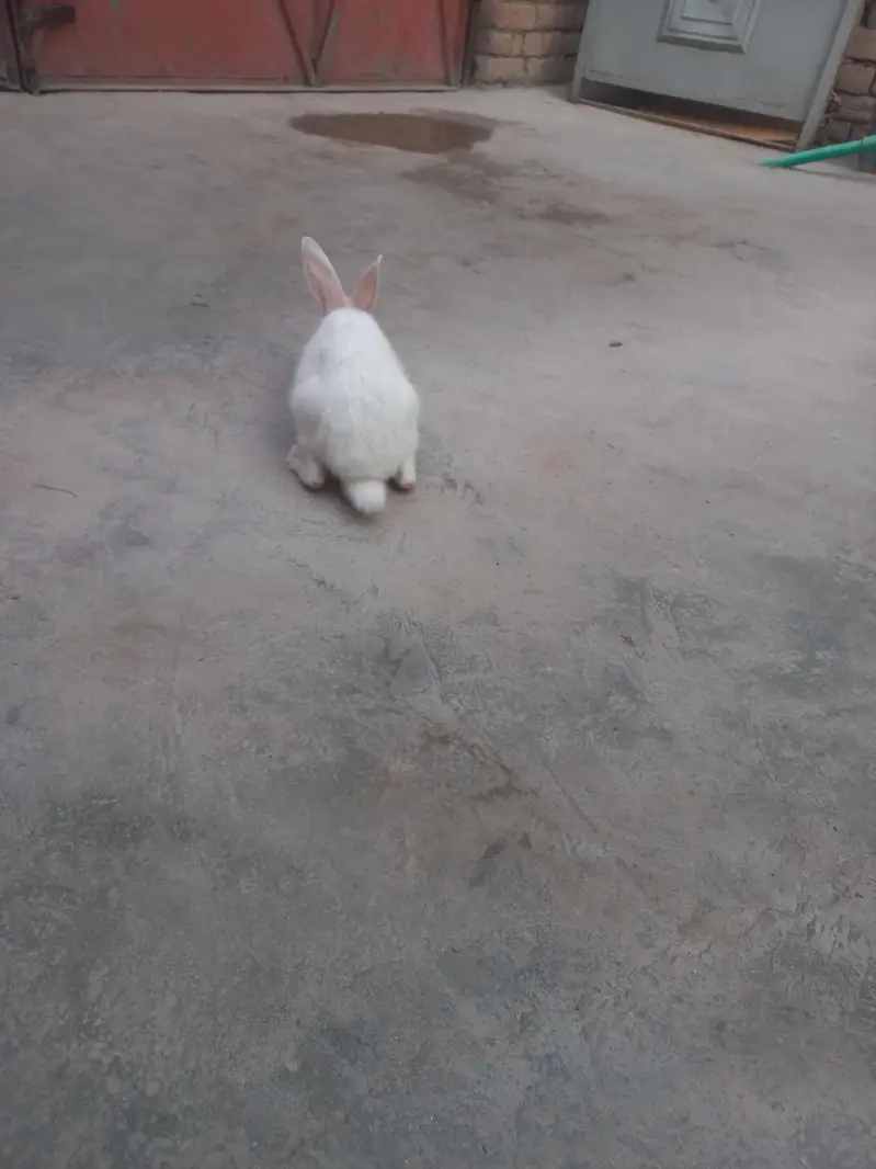 white rabit for sale price 1600 — photo 2