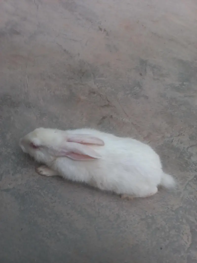 white rabit for sale price 1600 — photo 3