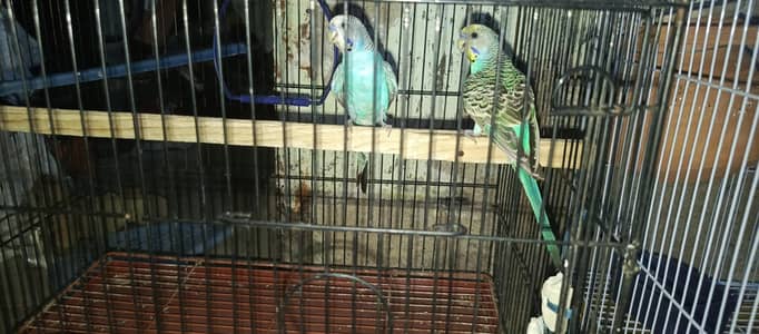 budgies available for sale