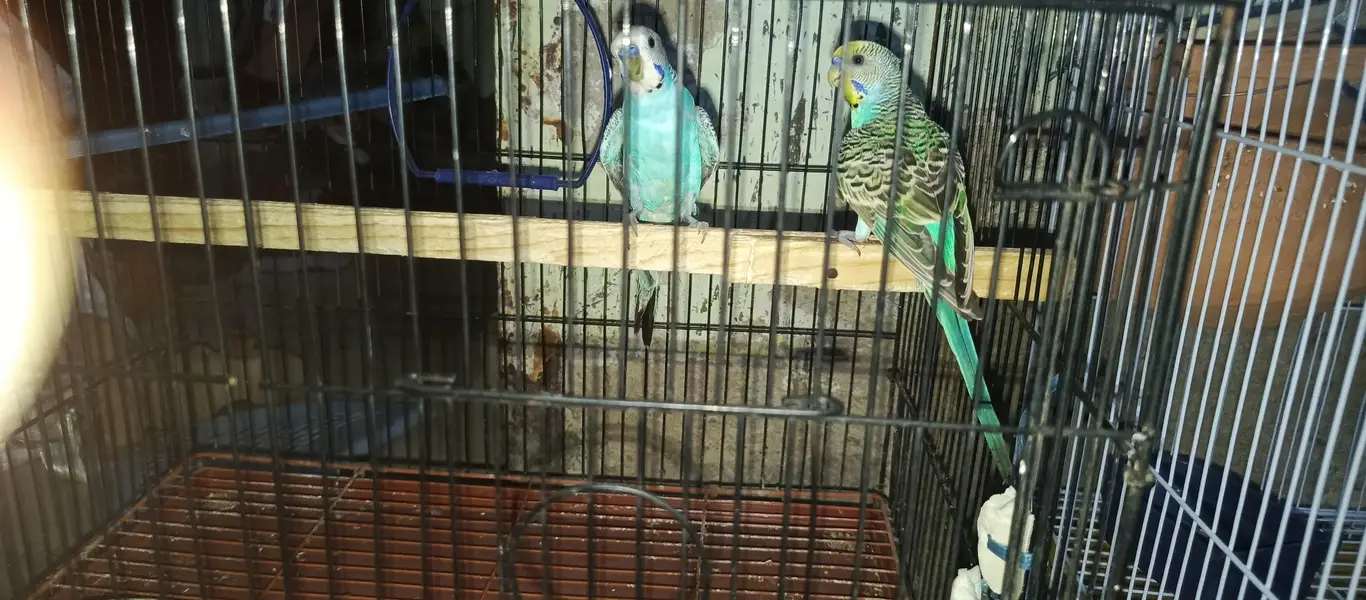 budgies available for sale — photo 2