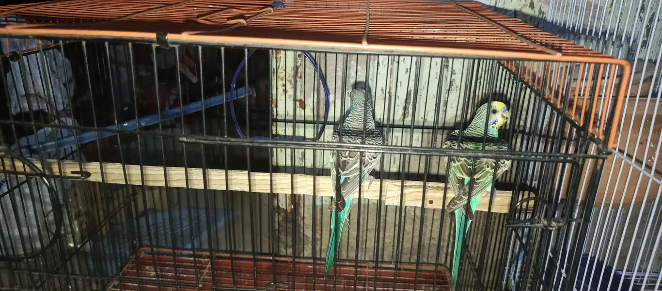 budgies available for sale — photo 3