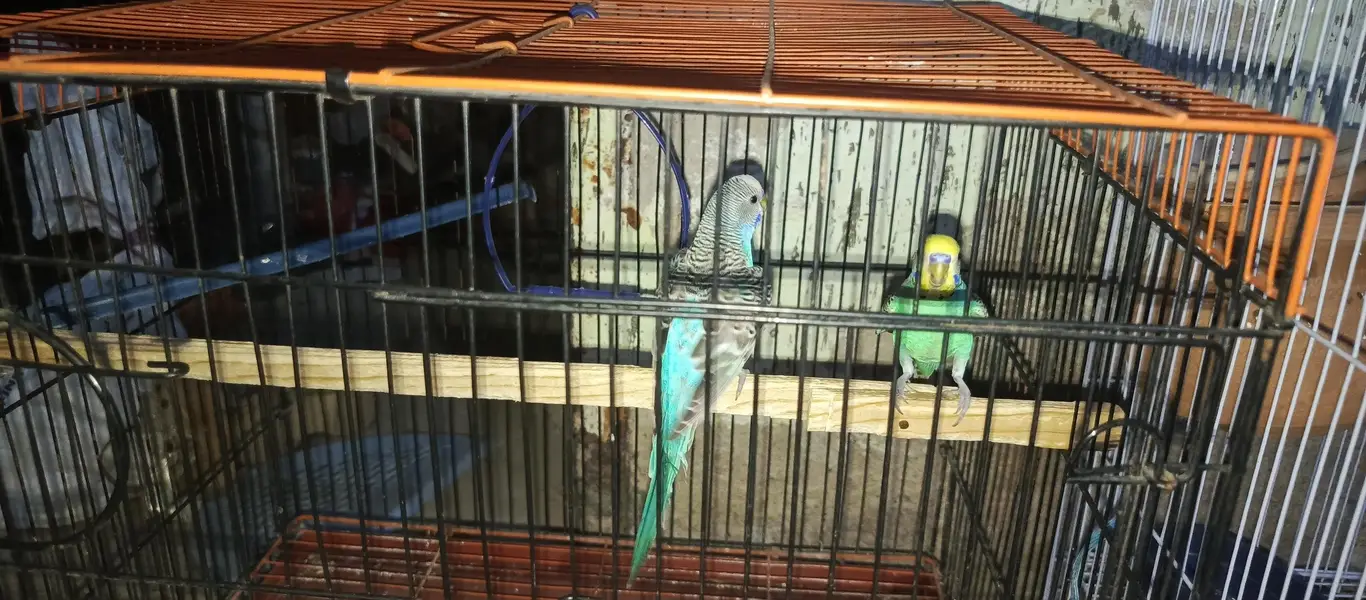 budgies available for sale — photo 4