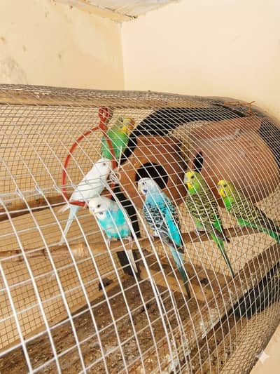 Australian birds Cage | Parrots cage| New Mesh & Frame _pinjra
