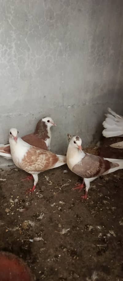 English Fantail & Shirazi Pigeons with Cages