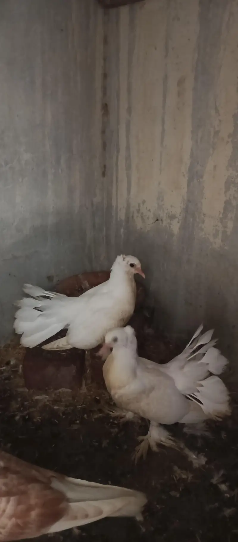 English Fantail & Shirazi Pigeons with Cages — photo 3
