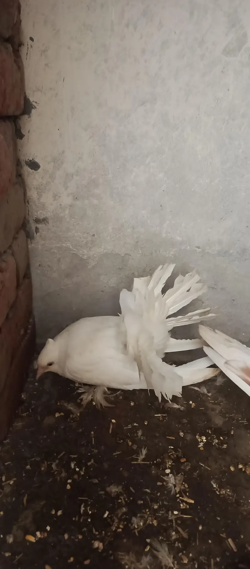 English Fantail & Shirazi Pigeons with Cages — photo 4