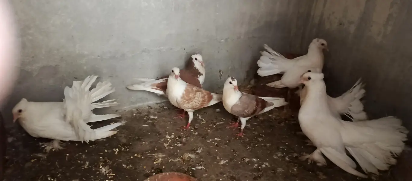 English Fantail & Shirazi Pigeons with Cages — photo 5