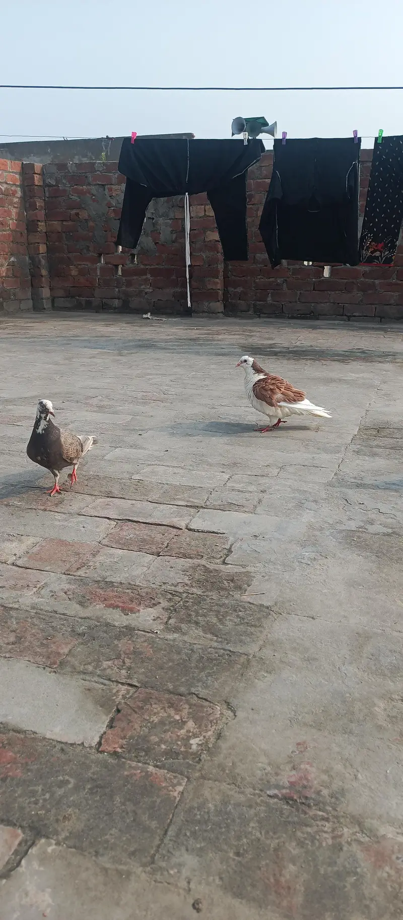 English Fantail & Shirazi Pigeons with Cages — photo 6