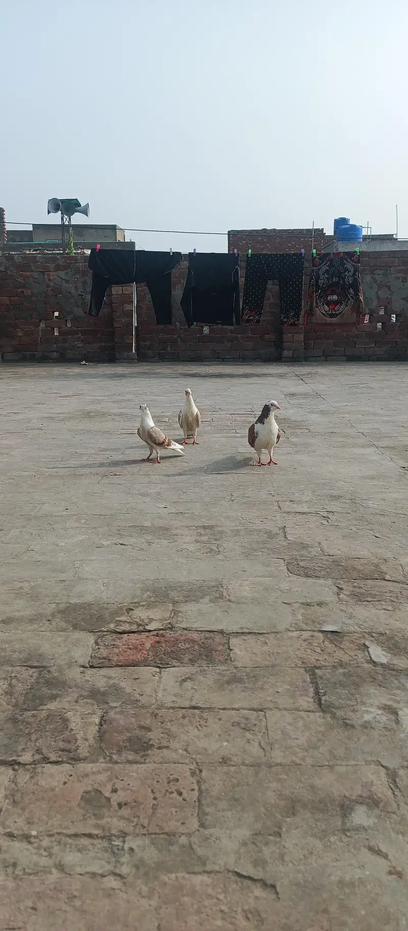 English Fantail & Shirazi Pigeons with Cages — photo 7