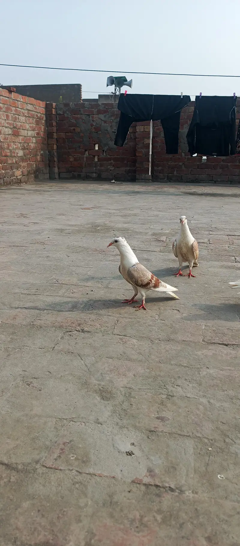 English Fantail & Shirazi Pigeons with Cages — photo 8