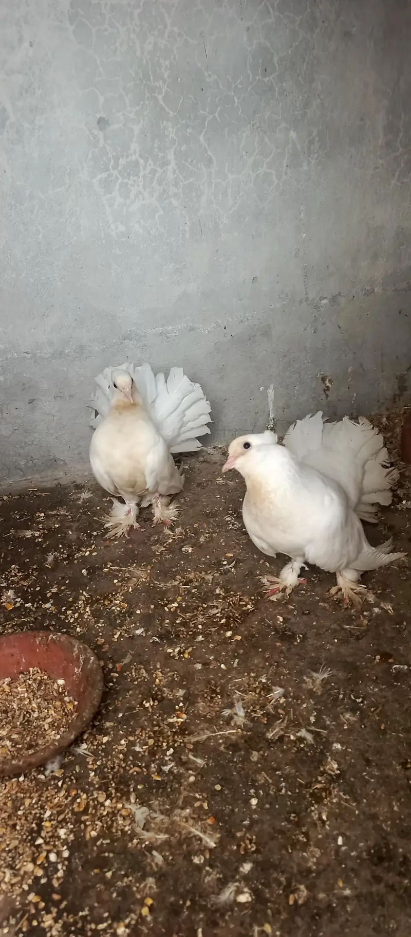 English Fantail & Shirazi Pigeons with Cages — photo 9