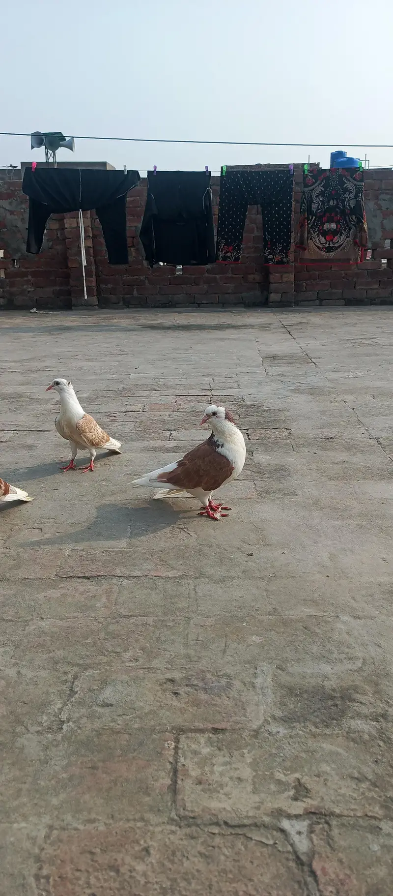 English Fantail & Shirazi Pigeons with Cages — photo 10