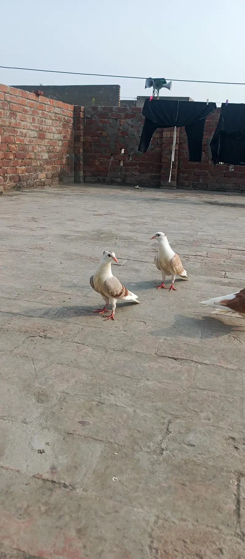 English Fantail & Shirazi Pigeons with Cages — photo 11