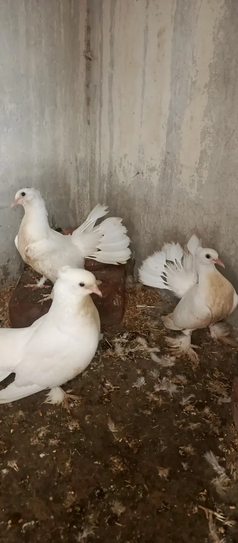 English Fantail & Shirazi Pigeons with Cages — photo 12