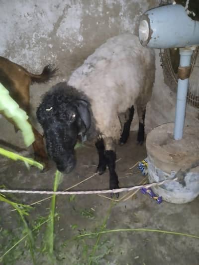 Sheep For Sale 2 months of Gabban