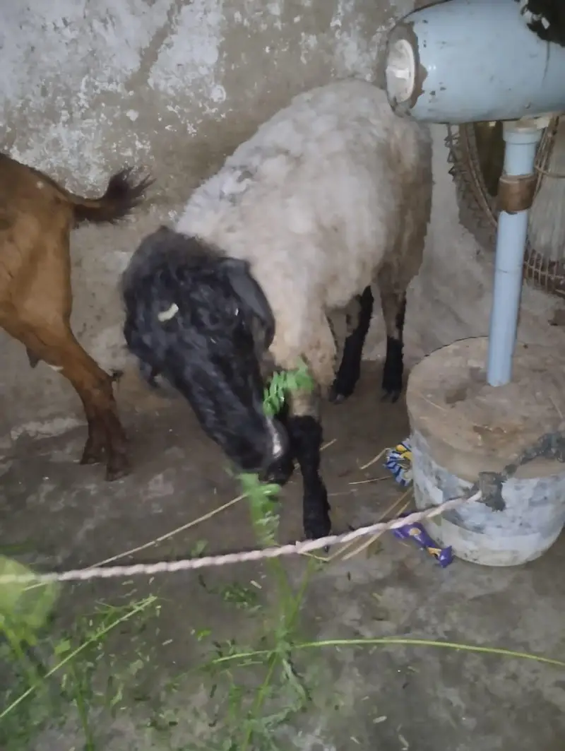 Sheep For Sale 2 months of Gabban — photo 2